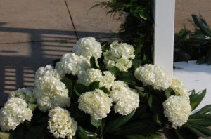 cluster of large, white hydrangeas at the foot of the trellis