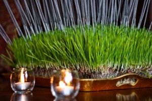 wheat grass holds sparklers
