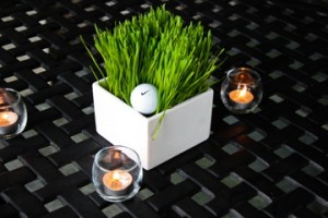 golf balls lodged in some wheat grass